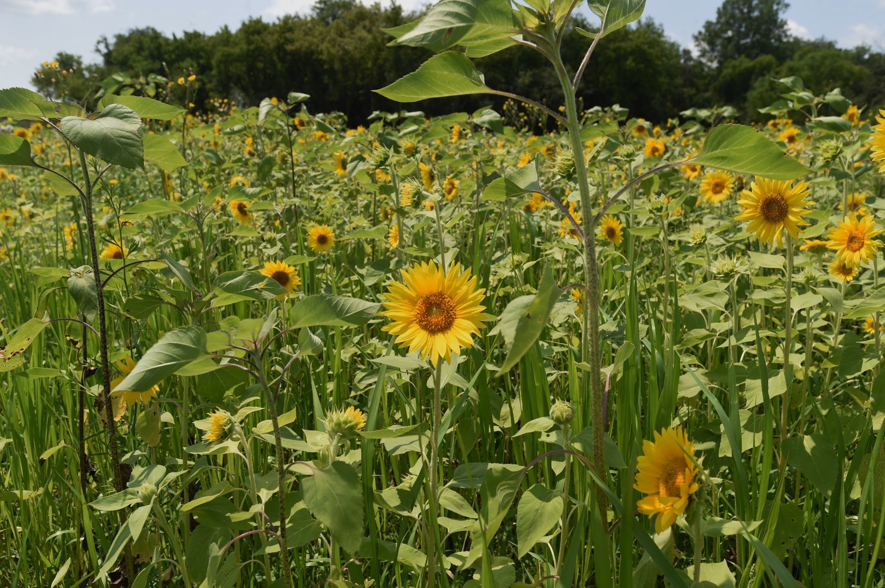 Flowers